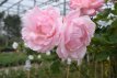 ROSA ROSENFEE - Stam 120 ROSA QUEEN ELIZABETH-STAM 120 - C6