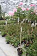 ROSA ROSENFEE - Stam 120 ROSA QUEEN ELIZABETH-STAM 120 - C6