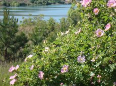 Rosa rubiginosa (eglanteria) 25 st. 60-90  BW  |  ELEGANTIER