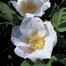 ROSA RUGOSA ALBA C3