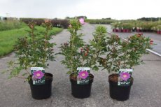 ROSA RUGOSA 'JAM-A-LICIOUS'® C3.5