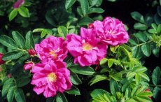 ROSA RUGOSA RUBRA C3