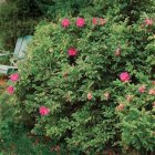 Rosa rugosa 'Rubra' 25 st. 40-60  BW  |  RIMPELROOS - DUINROOS - BOTTELROOS