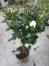 Rosa 'Snow Meillandina' - stam 20 cm | Dwergroos 25-30 C3