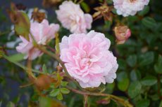 ROSA 'SOMMERWIND®' 10 st. C1.5 ROSA SOMMERWIND C3