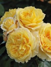 ROSA ' THE PILGRIM' C3