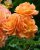 ROSA  'WESTERLAND'® C4 ROSA  'WESTERLAND'® (='KORLAWE'®) C4