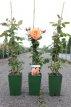 ROSA  'WESTERLAND'® C4 ROSA  'WESTERLAND'® (='KORLAWE'®) C4