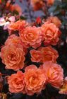 ROSA  'WESTERLAND'® (='KORLAWE'®) C4