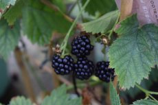 Rubus fruticosus 'Black Satin' 20/30 C Rubus fruticosus 'Black Satin' | Doornloze braambes 20/30 C