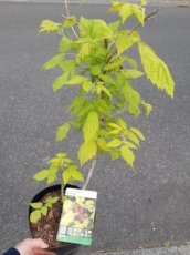 Rubus idaeus 'Groovy' | Geelbladige dwergframboos 30/40 C4