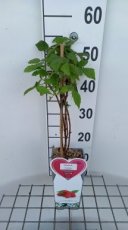 Rubus id. 'Yummy' 20/25 C Rubus BonBonBerry 'Yummy'® | Doornloze rode dwergzomerframboos 30/40 C