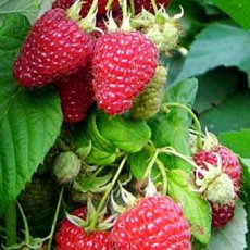 Rubus idaeus 'Aroma Queen'® 30/40 C Rubus idaeus 'Aroma Queen'® | Rode herfstframboos 30/40 C