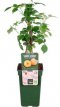 Rubus idaeus 'Autumn Amber'® 20/25 P13 Rubus idaeus 'Autumn Amber'® | Doornloze gele herfstframboos 20-25 P13