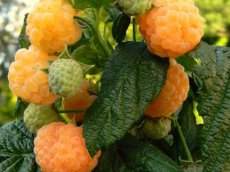 Rubus idaeus 'Autumn Amber'® | Doornloze gele herfstframboos 20-25 P13