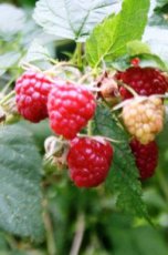 Rubus idaeus 'Autumn Bliss'  40-60  BW 10 stuks | Rode herfstframboos