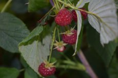 Rubus idaeus 'Meeker' 30/40 C Rubus idaeus 'Meeker' | Rode zomerframboos 30/40 C