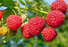Rubus idaeus 'Sanibelle'® 30/40 C2 Rubus idaeus 'Sanibelle'® | Rode zomerframboos 30/40 C2