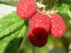 Rubus idaeus 'TulaMagic'® 30/40 C Rubus idaeus 'TulaMagic'® | Rode zomerframboos 30/40 C