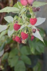 Rubus idaeus 'Willamette' 40-60  BW 10 stuks | Rode zomerframboos