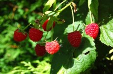 Rubus idaeus 'Willamette' 30/40 C Rubus idaeus 'Willamette' | Rode zomerframboos 30/40 C