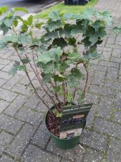 Rubus lowberry® 'Little Black Sugar'® 30/40 C5 Ribes Lowberry® 'Little Black Sugar'® | Zwarte aalbes 30-40 C5