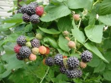 Rubus occidentalis 'Black Jewel' 30/40 C Rubus occidentalis 'Black Jewel' | Zwarte zomerframboos 30/40 C