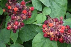 Rubus phoenicolasius | Japanse wijnbes 30/40 C