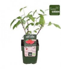 Rubus 'Lowberry® Raspberry® 'Little Sweet Sister'® | Rode dwergframboos 20-25 P13