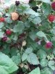 Rubus Tayberry 'Buckingham Thornless' Rubus Tayberry 'Buckingham Thornless' | Taybes doornloos-Braamboos 30/40 C3