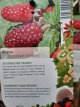 Rubus Tayberry 'Buckingham Thornless' 80/100 C10 Rubus Tayberry 'Buckingham Thornless' | Taybes doornloos-Braamboos 80/100 C10