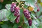 Rubus Tayberry 'Buckingham Thornless' Rubus Tayberry 'Buckingham Thornless' | Taybes doornloos-Braamboos 30/40 C3