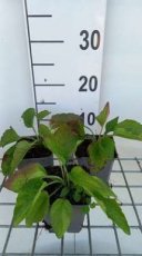 Rudbeckia fulgida 'City Garden' | Zonnehoed 30 P9