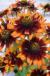 Rudbeckia triloba 'Prairie Glow' Rudbeckia triloba 'Prairie Glow' | Zonnehoed 100 P9