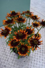 Rudbeckia triloba 'Prairie Glow' | Zonnehoed 100 P9