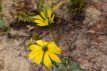 Rudbeckia nitida ‘Herbstsonne’ Rudbeckia nitida ‘Herbstsonne’ | Zonnehoed 175 P9