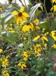 Rudbeckia nitida ‘Herbstsonne’ Rudbeckia nitida ‘Herbstsonne’ | Zonnehoed 175 P9