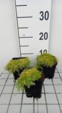 Sagina subulata 'Lime Moss' | Vetmuur 5 P9