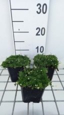 Sagina subulata 'Senior' | Vetmuur 5 P9