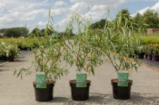 Salix acutifolia 'Blue Streak' - Wilg 50-60 C4