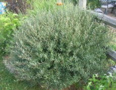 Salix Aurita 25 st. 60-90  BW  |  GEOORDE WILG