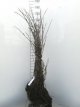 Salix caprea 25 st. 60/90 BW Salix caprea 25 st. 60-90  BW |  BOSWILG-WATERWILG