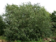 Salix caprea 25 st. 60-90  BW |  BOSWILG-WATERWILG