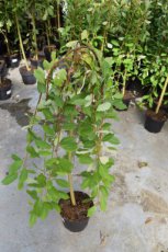 Salix caprea 'Kilmarnock' - stam 40cm - Treurwaterwilg