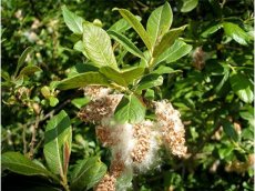 Salix cinerea - Grauwe wilg 60-80 C2