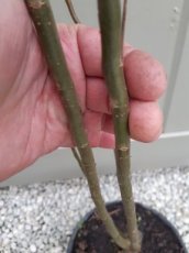 Salix 'Dart's Snake' - Kronkelwilg/Krulwilg 60-80 C5