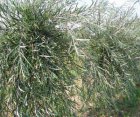 Salix elaeagnos 'Angustifolia'(=Rosmarinifolia) 25 st. 60-90  BW |  WILG