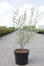 Salix exigua - Smalbladige wilg 60-80 C4