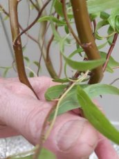 Salix 'Golden Curls'(=erythroflexuosa) - Kronkelwilg/Krulwilg 125-150 C12