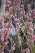 Salix grac. 'Mount Aso' 30/40 C2 Salix gracilistyla 'Mount Aso' - Wilg 30-40 C2